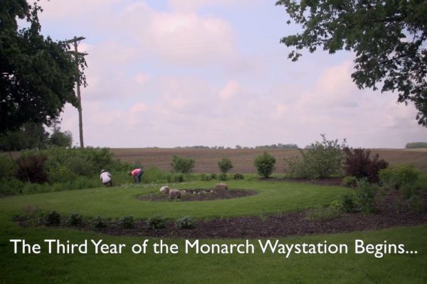 Year 3 - Mayfield Monarch Waystation