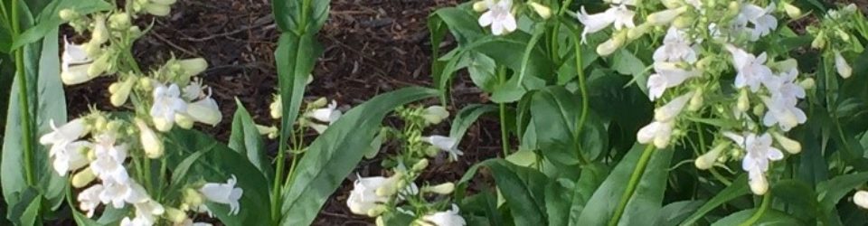 Currently blooming in the Mayfield Monarch Waystation