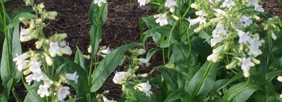 Currently blooming in the Mayfield Monarch Waystation