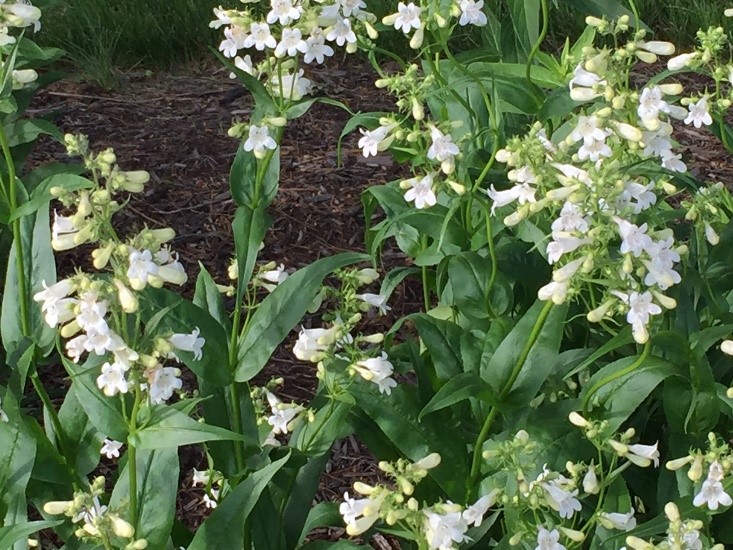 Currently blooming in the Mayfield Monarch Waystation