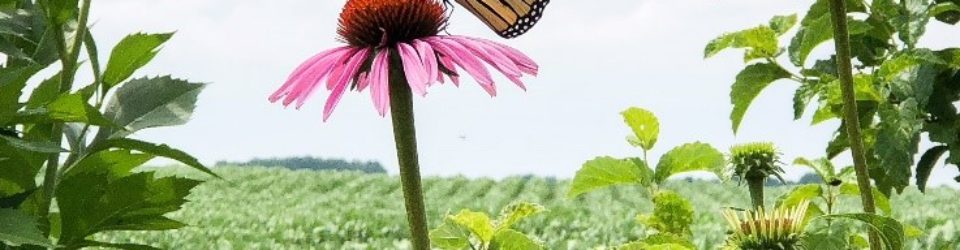 One of the Monarchs who visited the Waystation during the July 16 Garden Walk