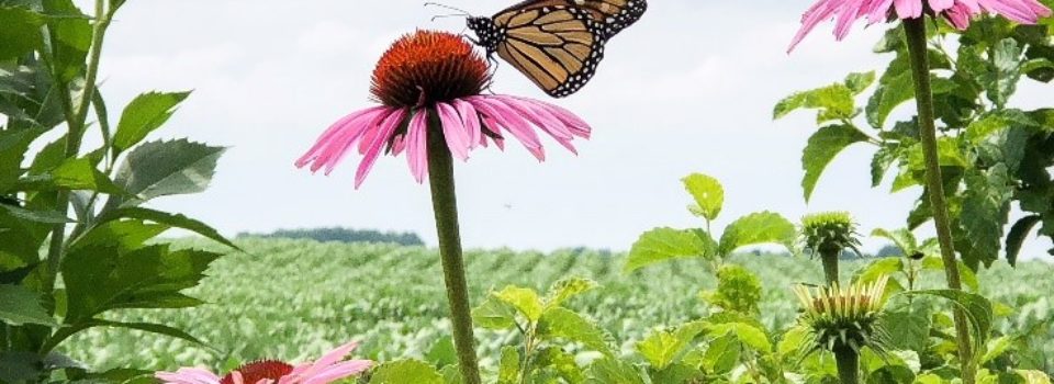 One of the Monarchs who visited the Waystation during the July 16 Garden Walk