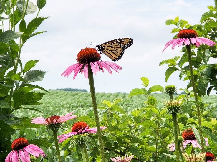 One of the Monarchs who visited the Waystation during the July 16 Garden Walk