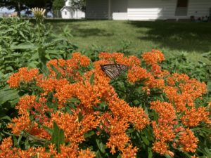 Adult monarch nectaring at a butterflyweed (orange milkweed) flower