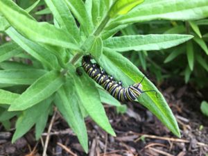 Monarch caterpillar on butterflyweed (asclepias tuberosa)