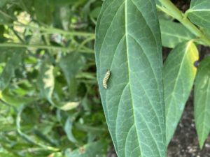 Monarch caterpillar on leaf of rose milkweed