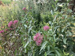 Rose milkweed with Culver’s root in the background
